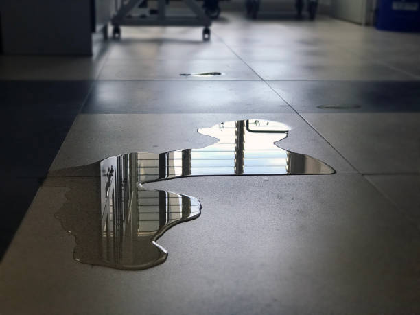 Best Professional water damage repair  in Plantation, FL